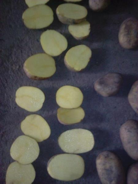 Konzumní brambory pozdní