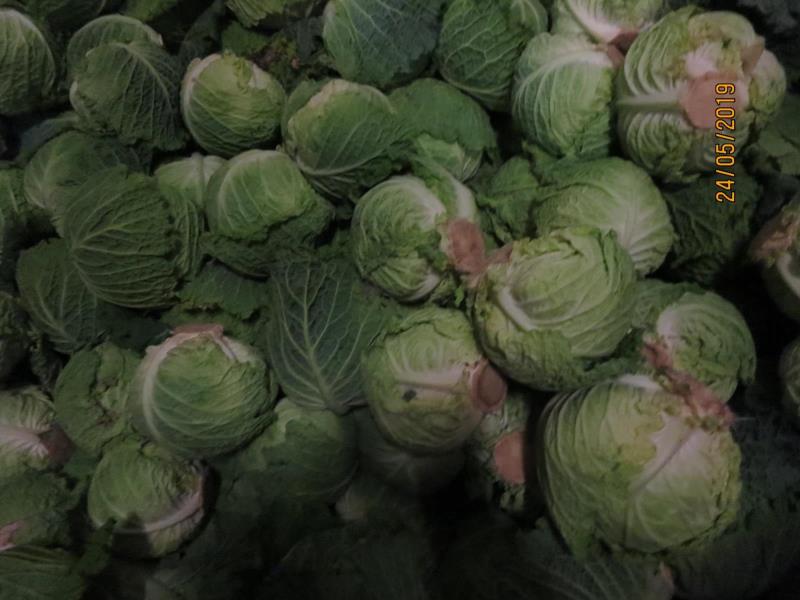 kapusta