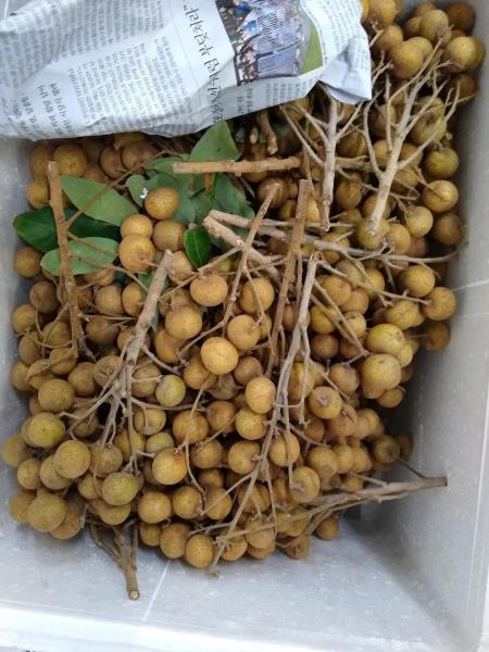 Longan