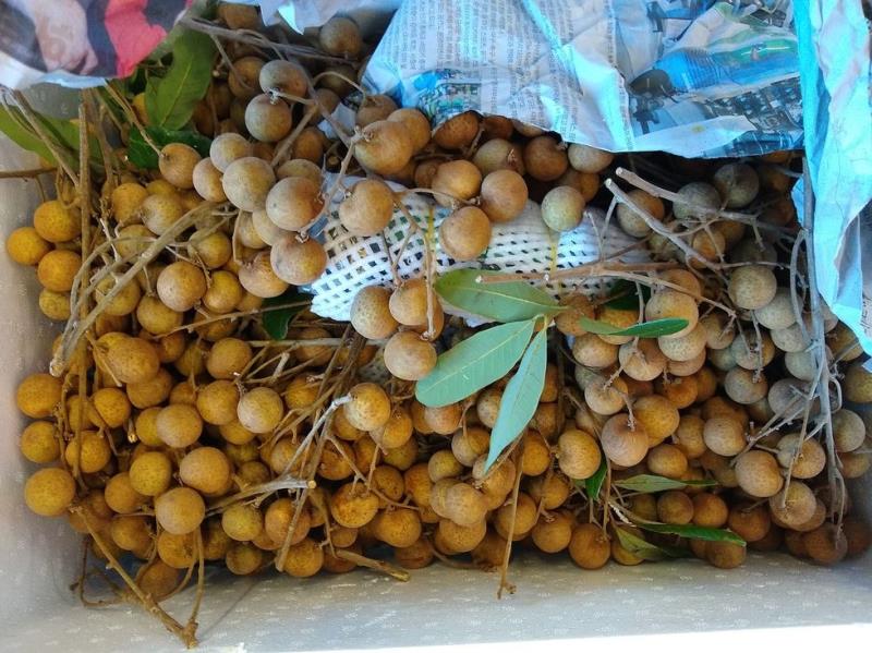 Nhản; Longan