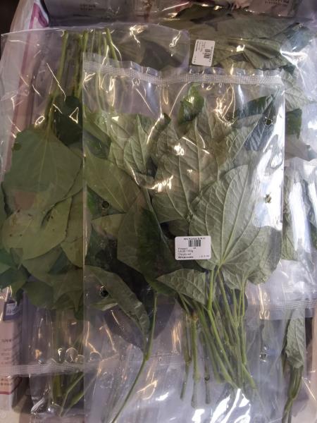 Lá lốt 100g; Cha plu leaf