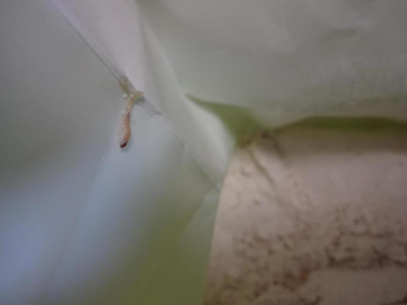 Illustrative photo no. 11