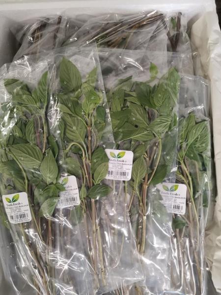 SWEET BASIL/ THAI BASILIKUM; (Ocimum basillicum)