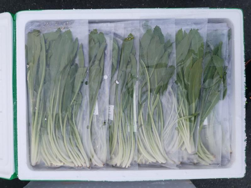 Ngò gai; Parhey; Eryngium foetidum