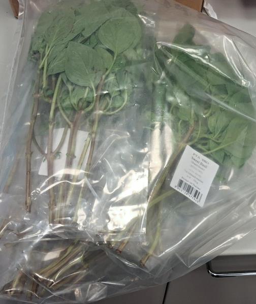 Sweet Basil; (Basilikum); (HÚNG CHÓ)