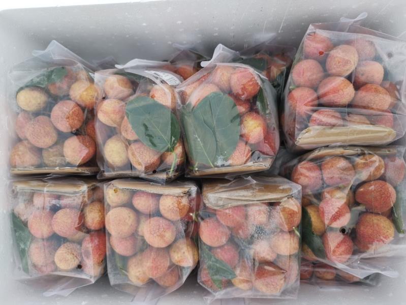 Trái Vải; Lychee; Litchi chinensis