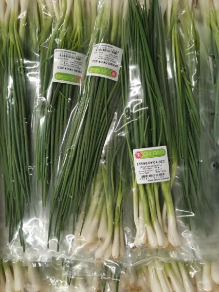 SPRING ONION (022); (Allium ascalonicum L.)