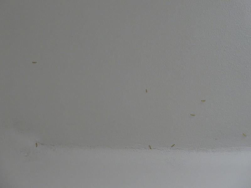 Illustrative photo no. 5