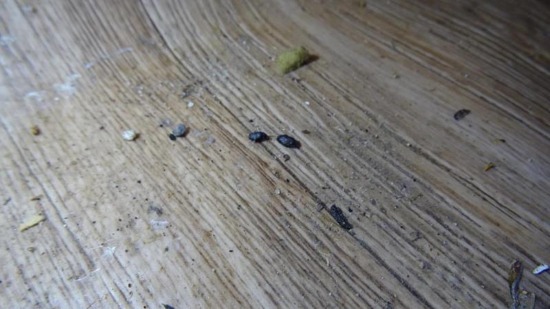 Illustrative photo no. 5
