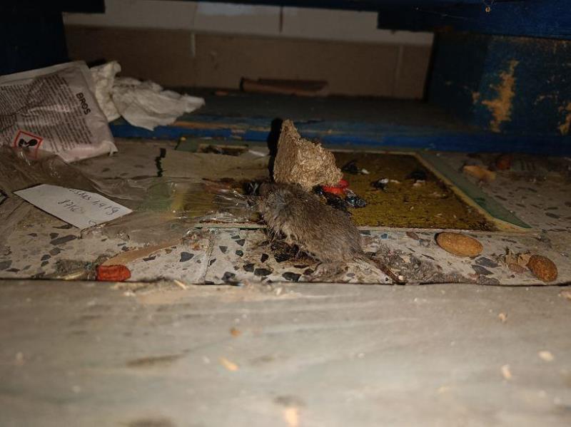 Illustrative photo no. 17