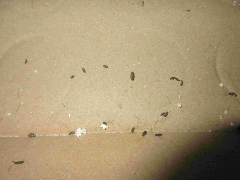 Illustrative photo no. 9