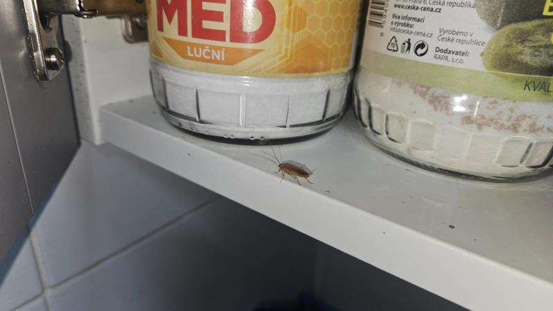 Ilustrační fotografie č. 13