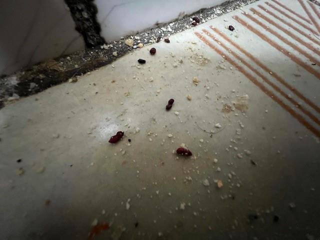 Ilustrační fotografie č. 9