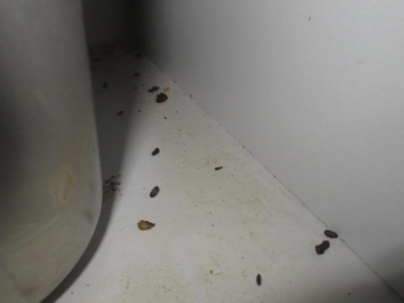 Ilustrační fotografie č. 11