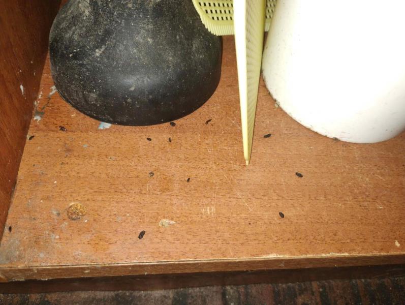 Ilustrační fotografie č. 5