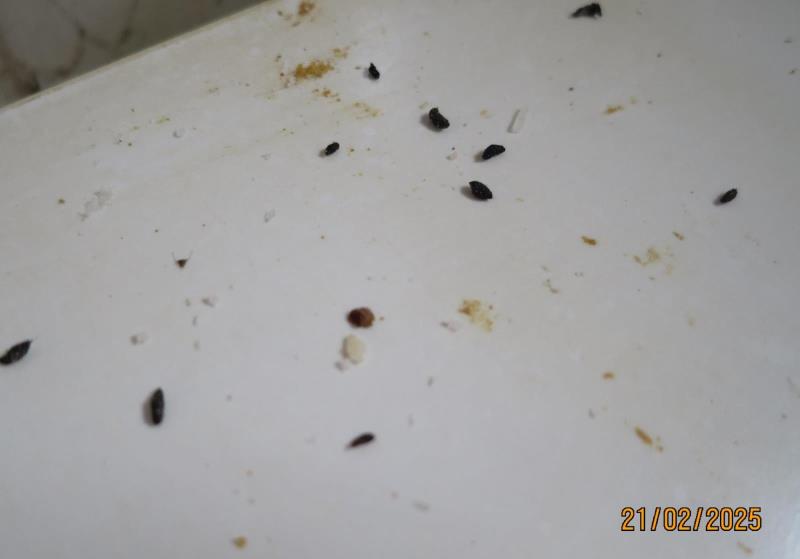 Illustrative photo no. 6