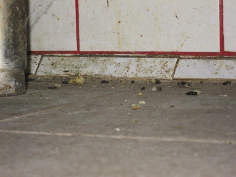 Ilustrační fotografie č. 9