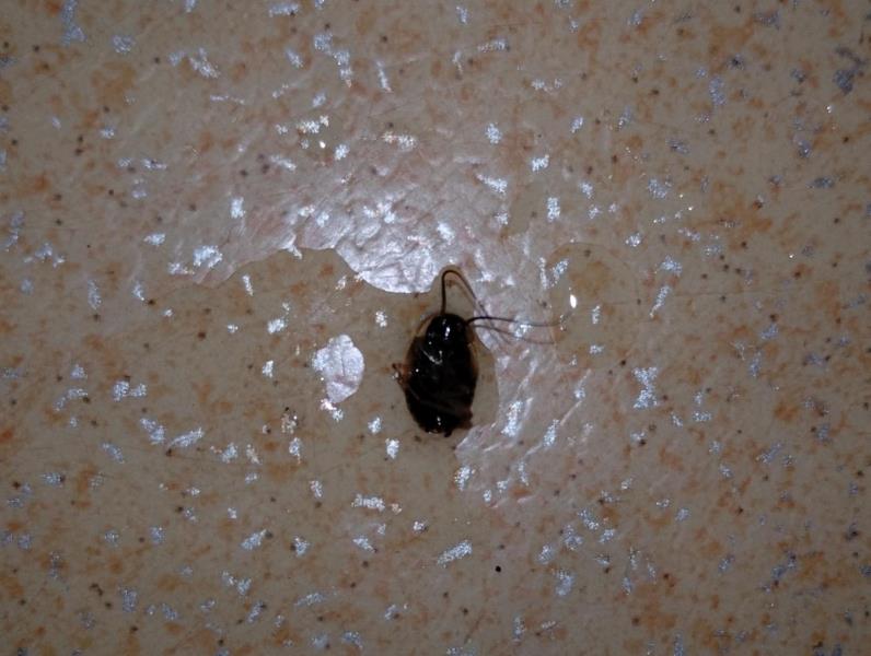 Illustrative photo no. 11