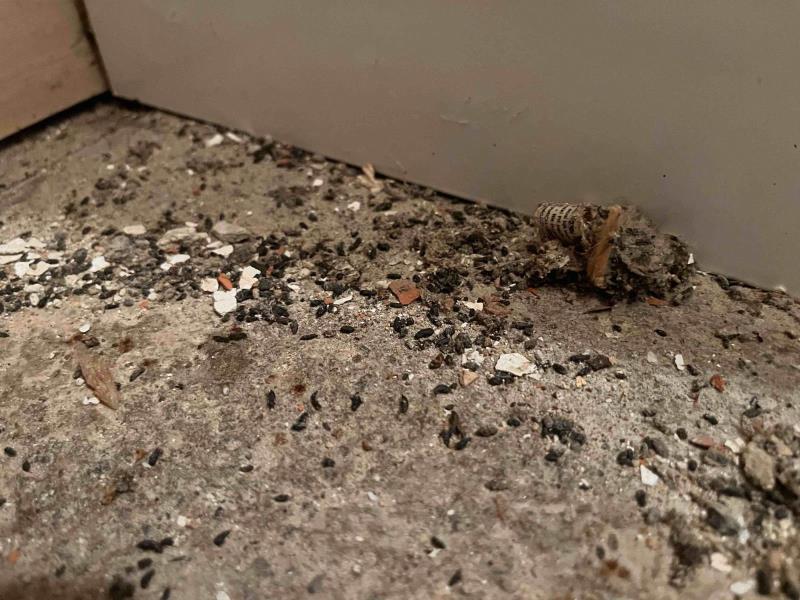 Ilustrační fotografie č. 9