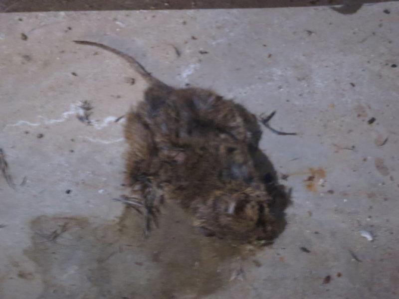 Illustrative photo no. 11