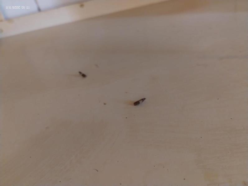 Ilustrační fotografie č. 7