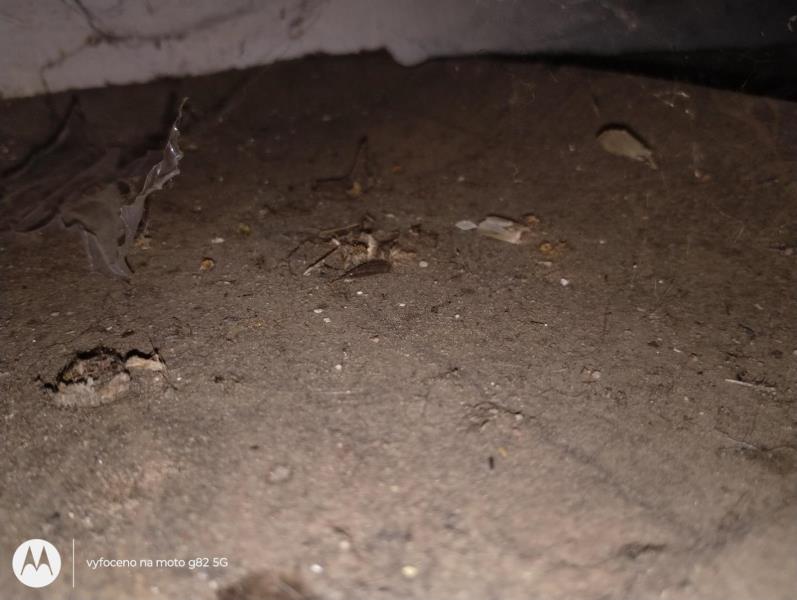 Ilustrační fotografie č. 5