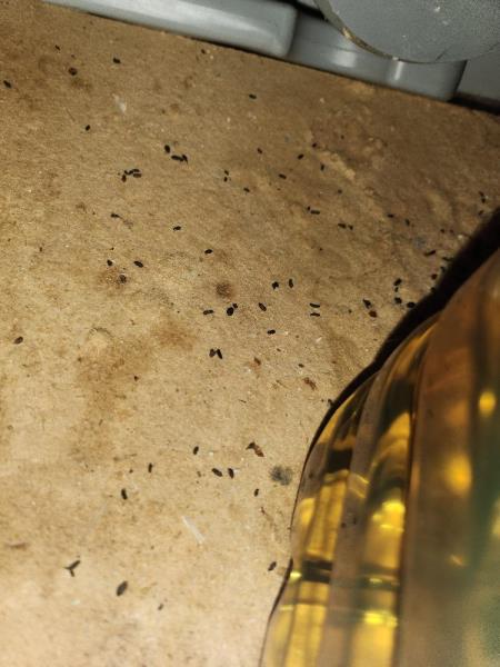 Ilustrační fotografie č. 7