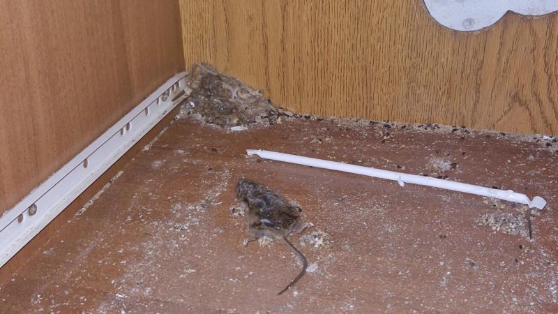 Ilustrační fotografie č. 2