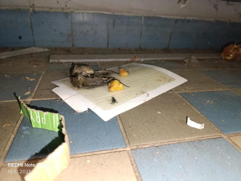 Illustrative photo no. 3