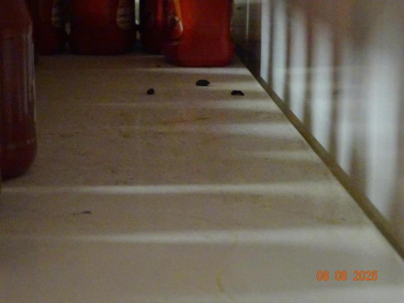 Ilustrační fotografie č. 11