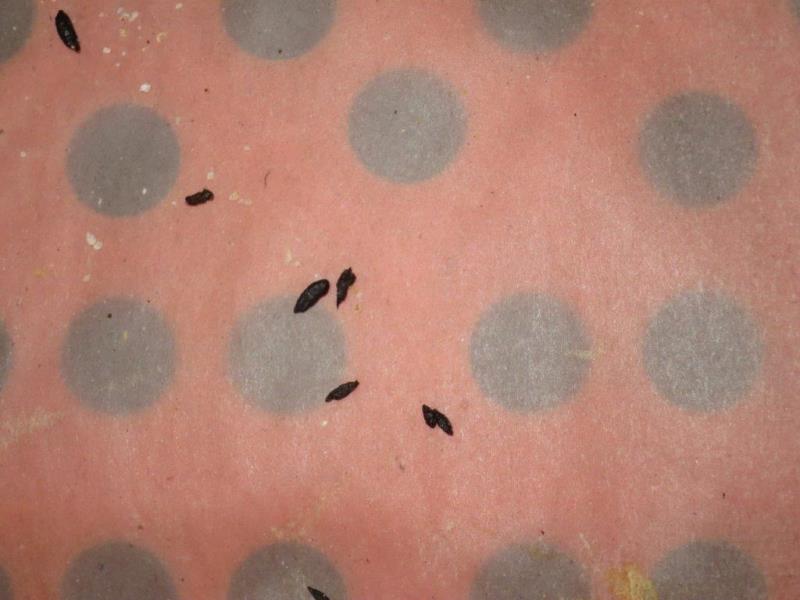 Illustrative photo no. 9