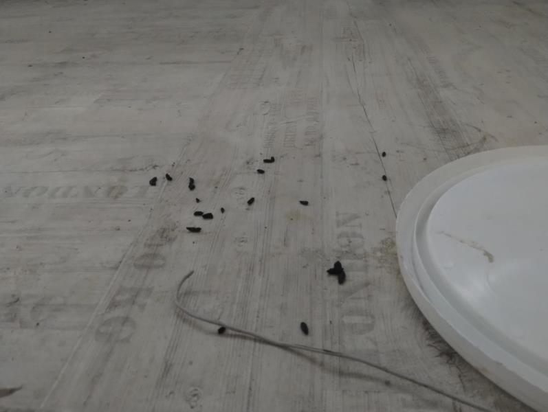 Ilustrační fotografie č. 5