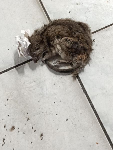 Illustrative photo no. 12