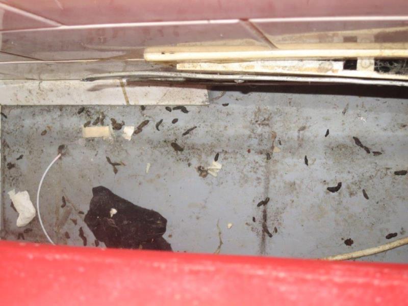 Ilustrační fotografie č. 8