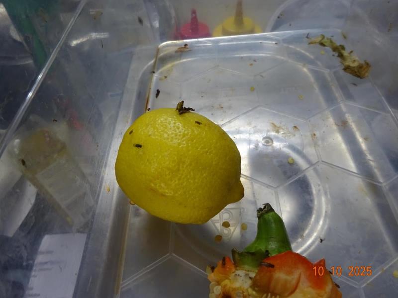 Ilustrační fotografie č. 15