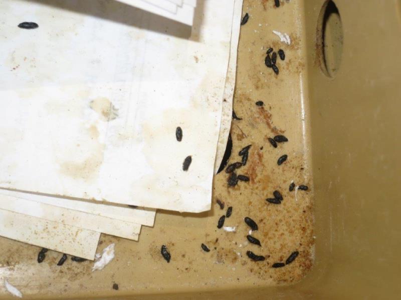 Illustrative photo no. 5