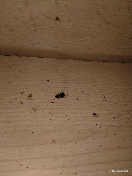 Ilustrační fotografie č. 6