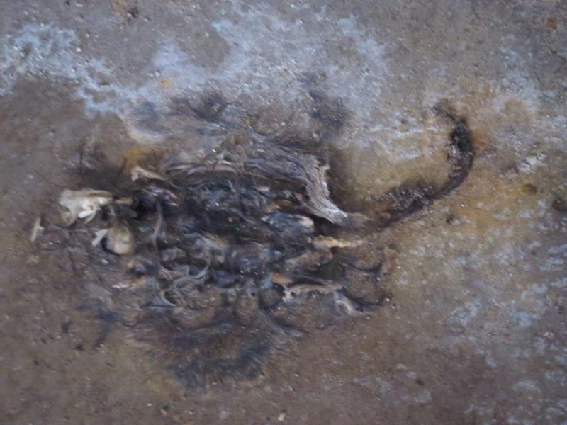 Illustrative photo no. 12