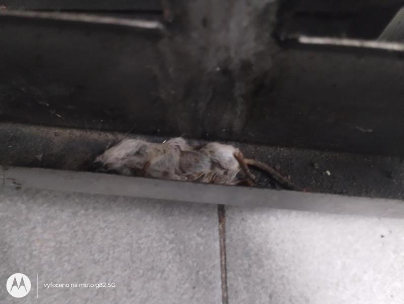 Ilustrační fotografie č. 10