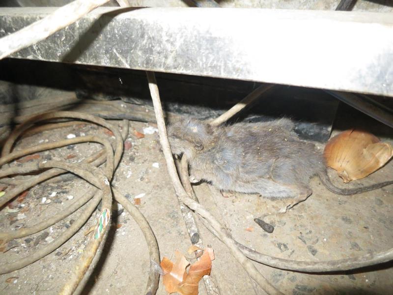 Ilustrační fotografie č. 3